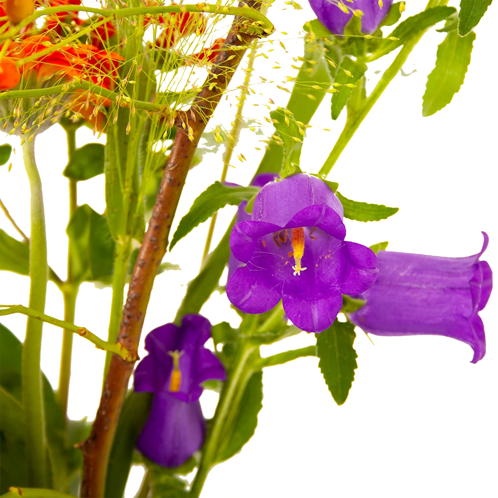 Boeket Plukgeluk Middel - Afbeelding 4