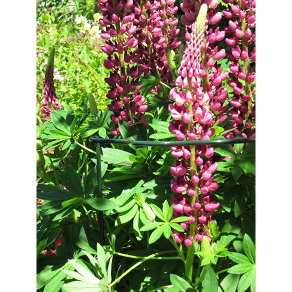 Peacock - Trellis Vario Gotisch M - U00f84 Mm - Afbeelding 2