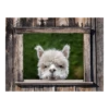 Tuinposter Alpaca Doorkijk - 80x60cm