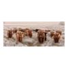 Tuinposter Longhorns - 110x45cm